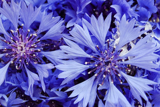 Blue Corn Flowers