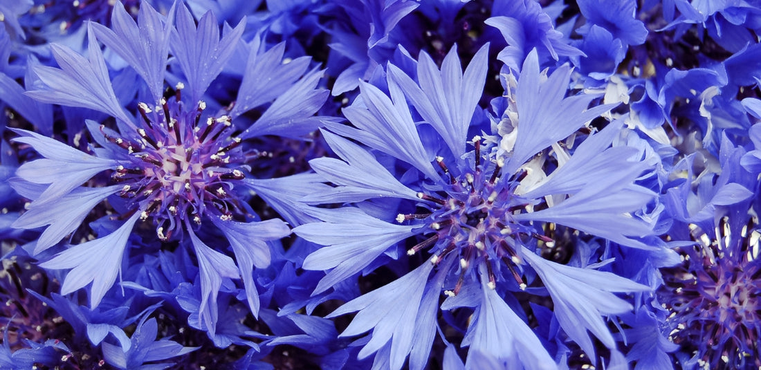 Blue Corn Flowers