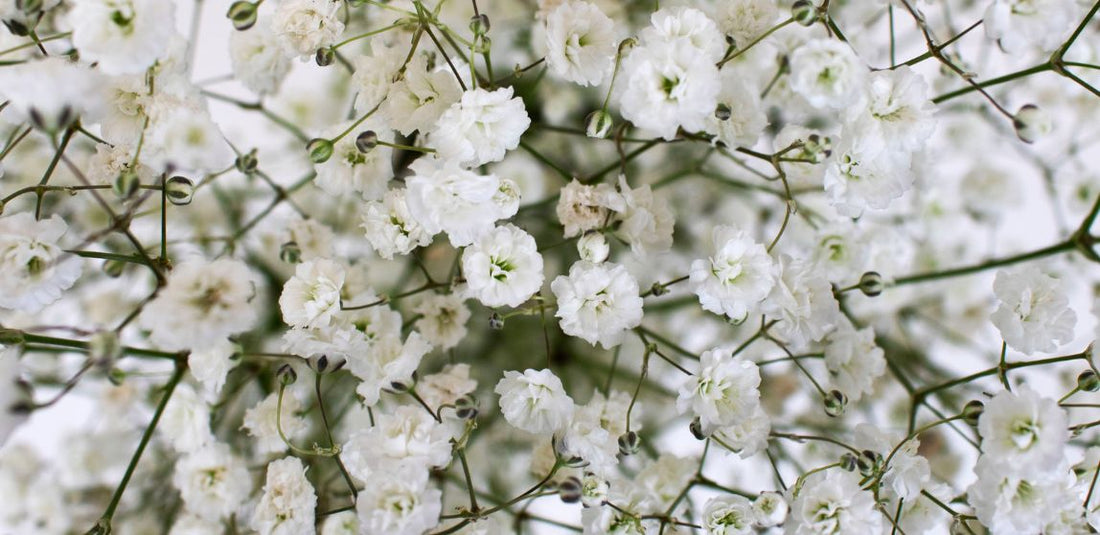 Make A Baby's Breath Bouquet in 5 Simple Steps - FiftyFlowers