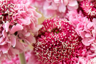 pink and dark pink scabiosa pods up close