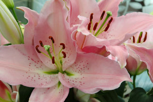 light pink oriental lilies up close with their pollen still connected