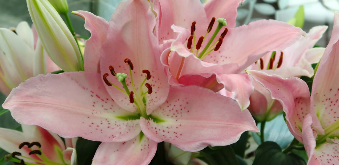 light pink oriental lilies up close with their pollen still connected