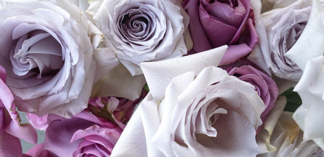 Significado Del Color de Las Rosas: 13 Tonos Y Lo Que Simbolizan