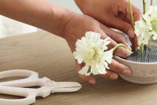 someone using a flower frog with white scabiosa flowers