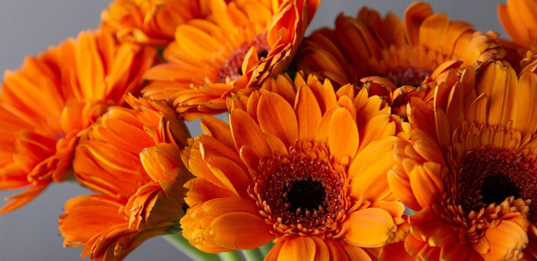 orange gerbera daisies up close in vase