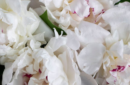 ¿Eres Alérgico a Las Flores? Prueba Estas 10 Flores Hipoalergénicas