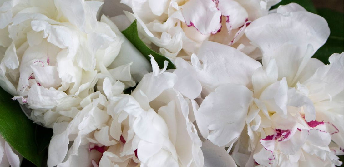 ¿Eres Alérgico a Las Flores? Prueba Estas 10 Flores Hipoalergénicas