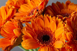 orange gerbera daisies up close in vase