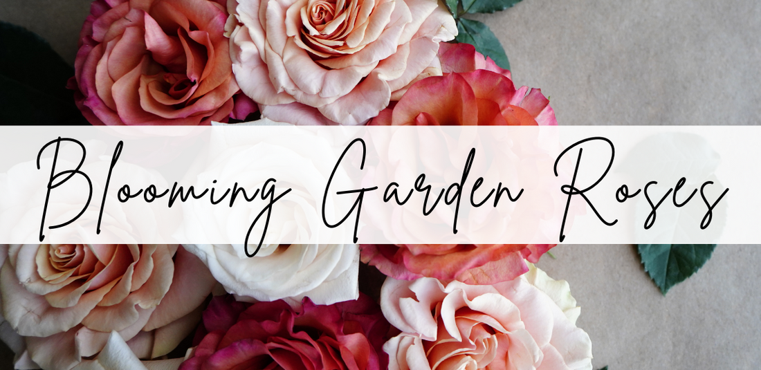 See How Garden Roses Bloom