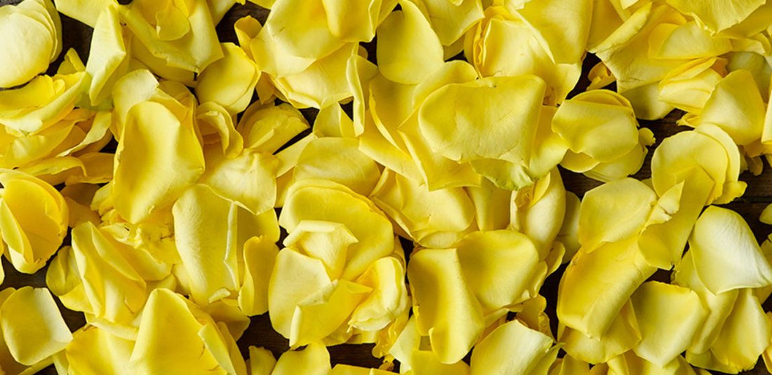 Cómo Secar Petalos De Rosas: 6 Formas Sencillas Y Rápidas De Preservar Flores