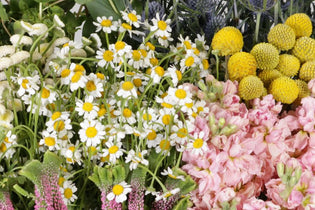 wildflower combo pack up close with craspedia, feverfew, stock and more