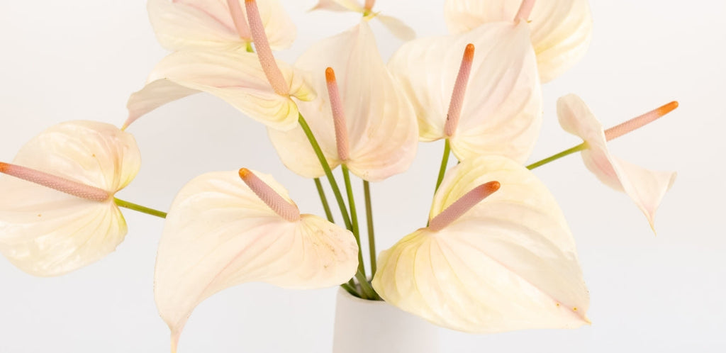black gold philodendron seeds Philodendron melanochrysum (Pot Size 12cm) Black-gold Philodendron main image 0