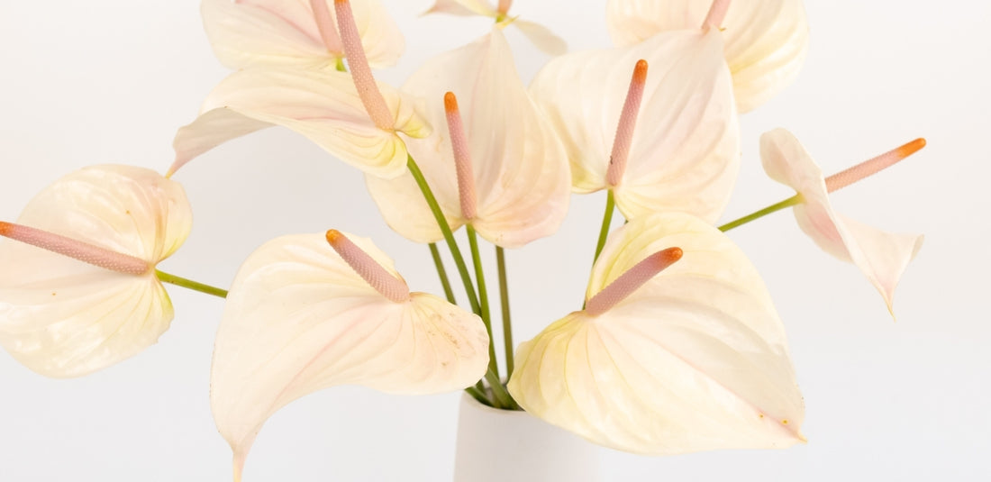 White with Blush Anthurium Up Close