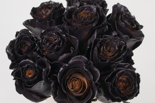 round black rose bouquet in front of white background