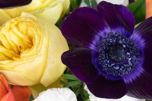 dark purple anemone and yellow garden rose up close in a bouquet