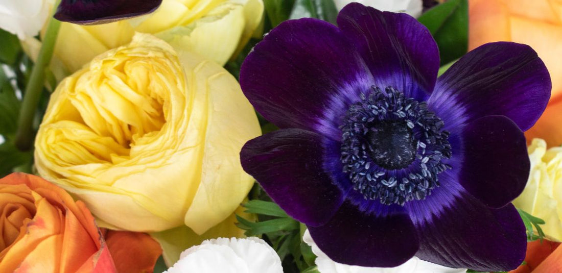 dark purple anemone and yellow garden rose up close in a bouquet