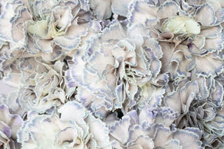 hardy flower antique blue carnation flowers