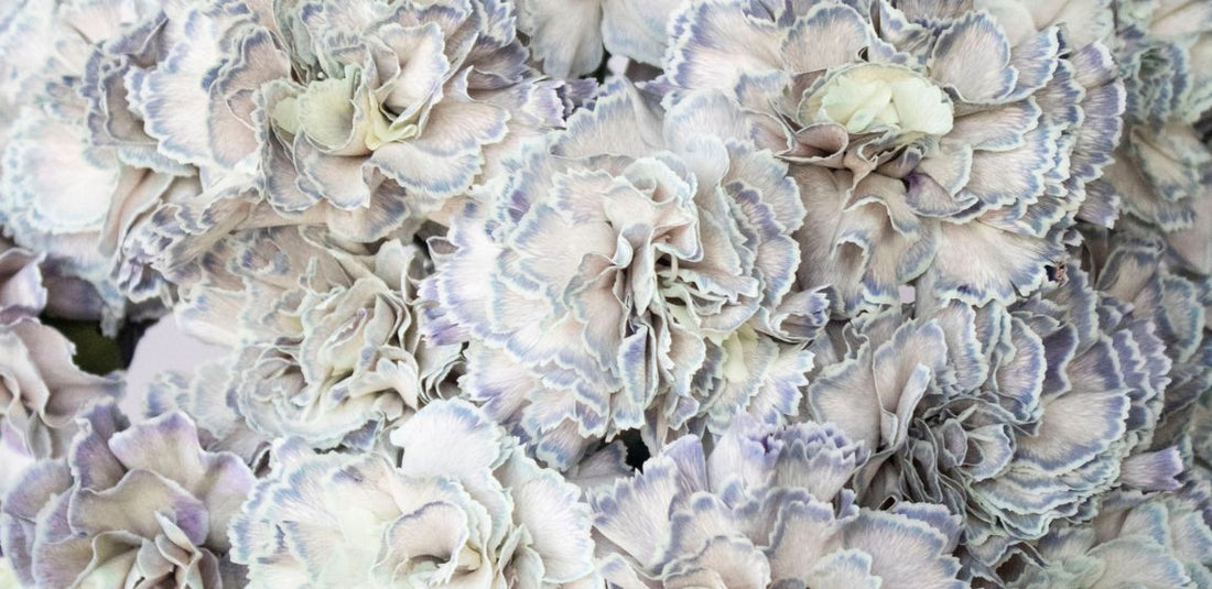 hardy flower antique blue carnation flowers