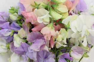 lavender, light pink, and white sweet peas in a bunch up close