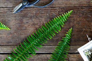 sword fern greenery flatlay on wooden table