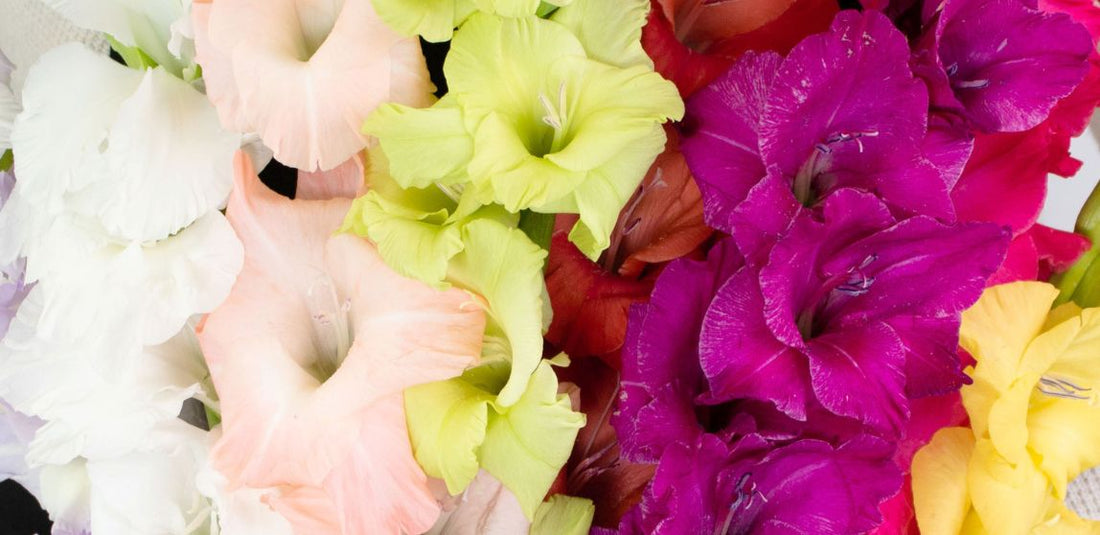 purple, green, pink, yellow, and white gladiolus flowers up close