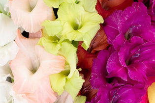 purple, green, pink, yellow, and white gladiolus flowers up close
