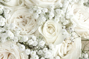 white roses with white baby's breath up close