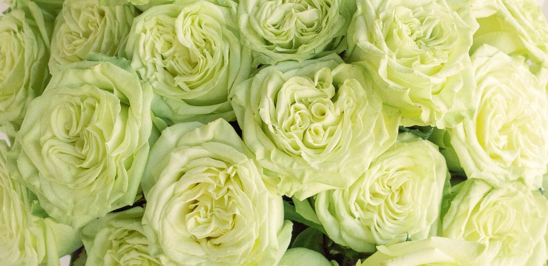 Embrace the Charm of Green Roses for Fresh Wedding Bouquet and Déco...