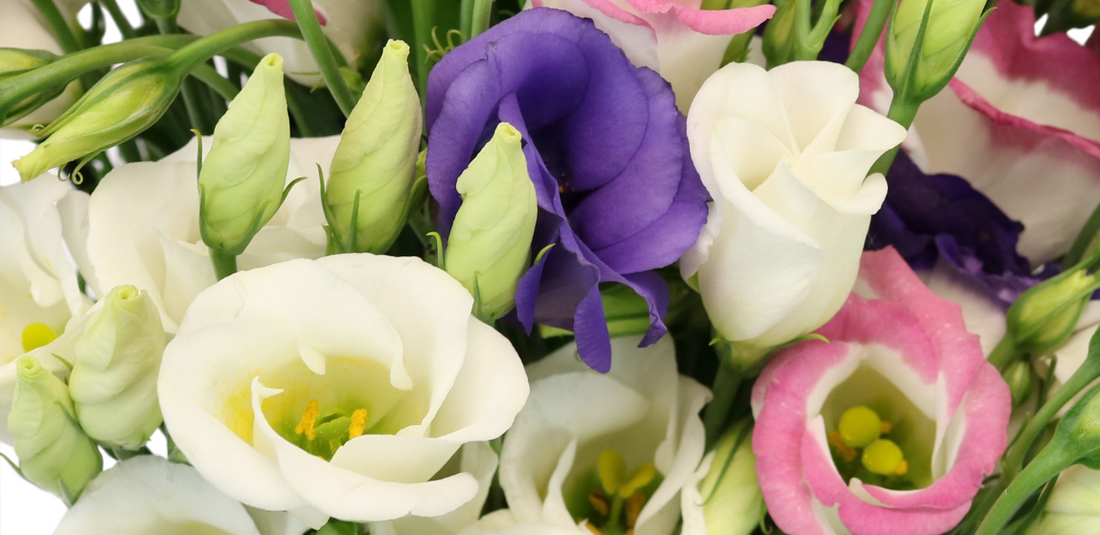 white, pink, and purple lisianthus up close