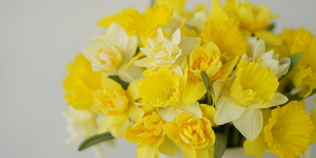 yellow and white daffodils in a vase up close