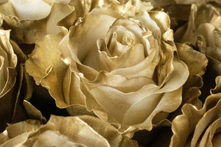 gold roses up close