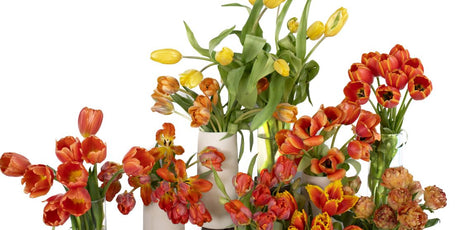variety of orange and yellow tulips in vases