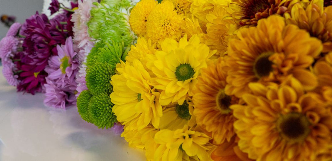 rainbow daisies on a white table