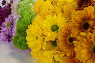 daisies in a rainbow order with orange, yellow, green, purple, and pink