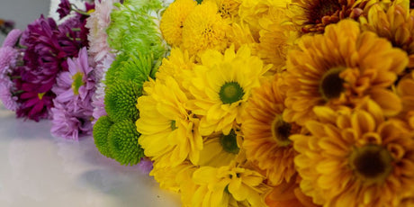 daisies in a rainbow order with orange, yellow, green, purple, and pink