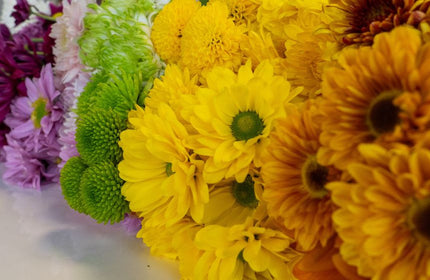 rainbow daisies on a white table