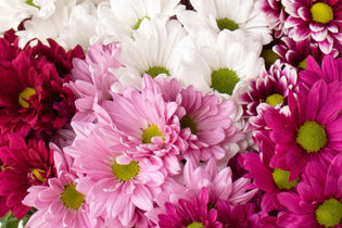 light pink, hot pink and white daisy flowers in a bunch up close