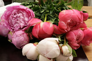 pink, purple, white peonies blooming on a table