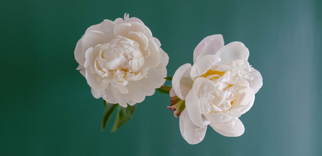 two large white peonies against a blue background