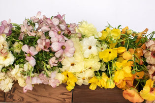Pink, orange, yellow, and white butterfly ranunculus on a wooden table