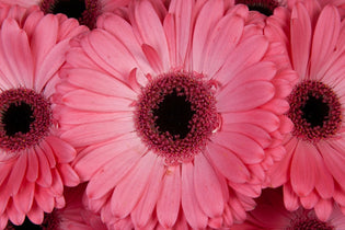Three Pink Gerbera Daisies Up Close