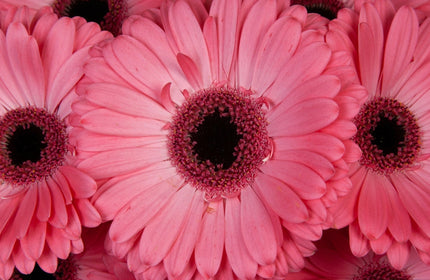 Three Pink Gerbera Daisies Up Close