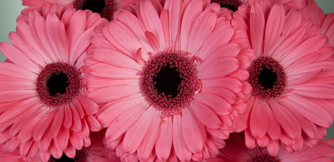 Three Pink Gerbera Daisies Up Close