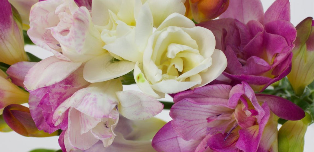 Flower Spotlight: Embracing the Beauty of Freesia Flowers