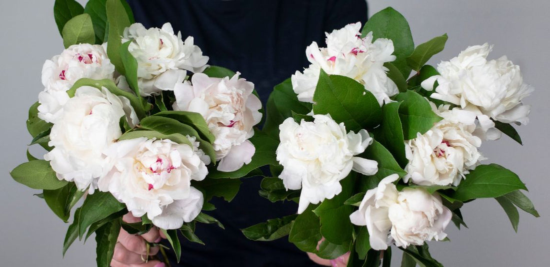 girl holding two bunches of white peonies