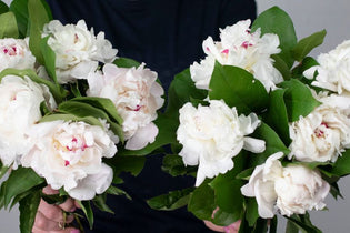 girl holding two bunches of white peonies