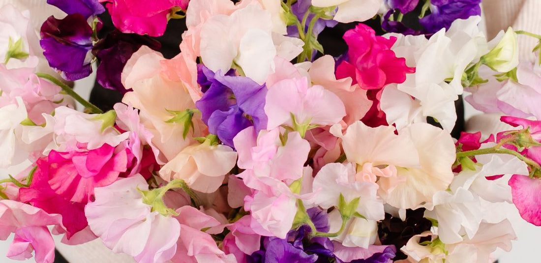 Pink, hot pink, blush, and purple sweet peas up close