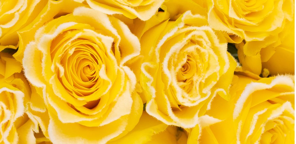 Meet the Fuzzy Roses: FiftyFlowers' Unique Addition to Your Bouquet...