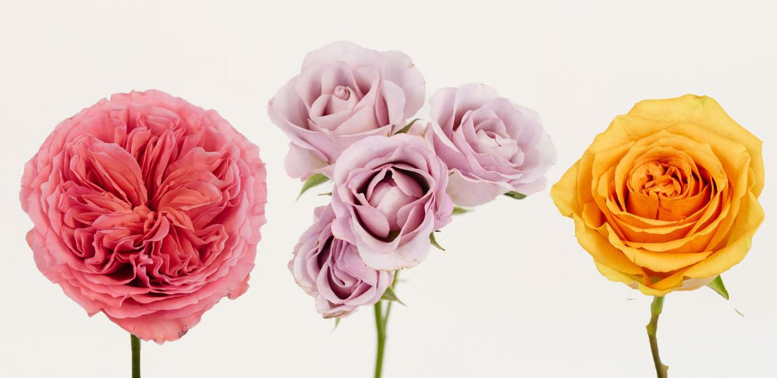 Pink garden rose, lavender spray rose, and orange standard rose