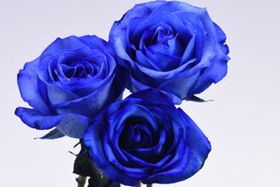 Three blue tinted roses